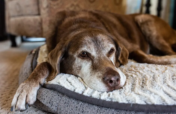Finding the Best Pet Insurance for Dogs in 2024