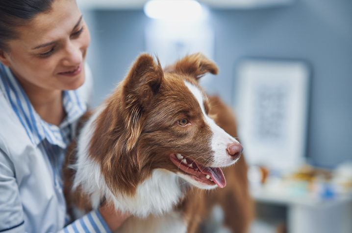 Finding the Best Pet Insurance in California in 2024