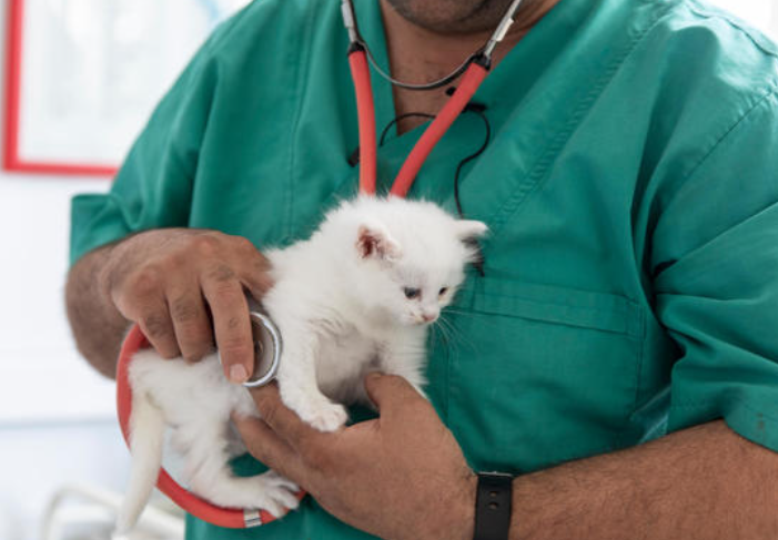How to Find the Best Pet Insurance for Cats in 2024